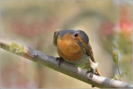 <p>ČERVENKA OBECNÁ (Erithacus rubecula) /European robin - Rotkehlchen/</p>